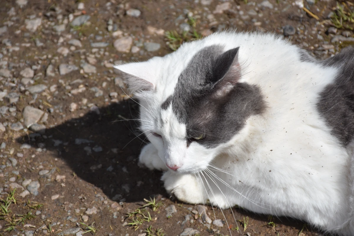 Kedi mantar iyileşme belirtileri