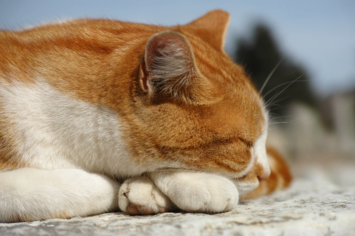 Kedi mantarı