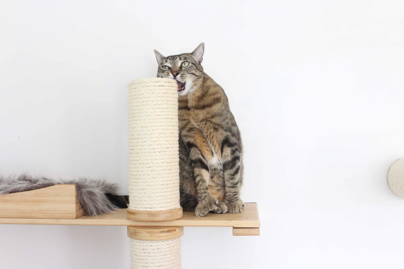 Kedilerde pika sendromu: İp yiyen kedi
