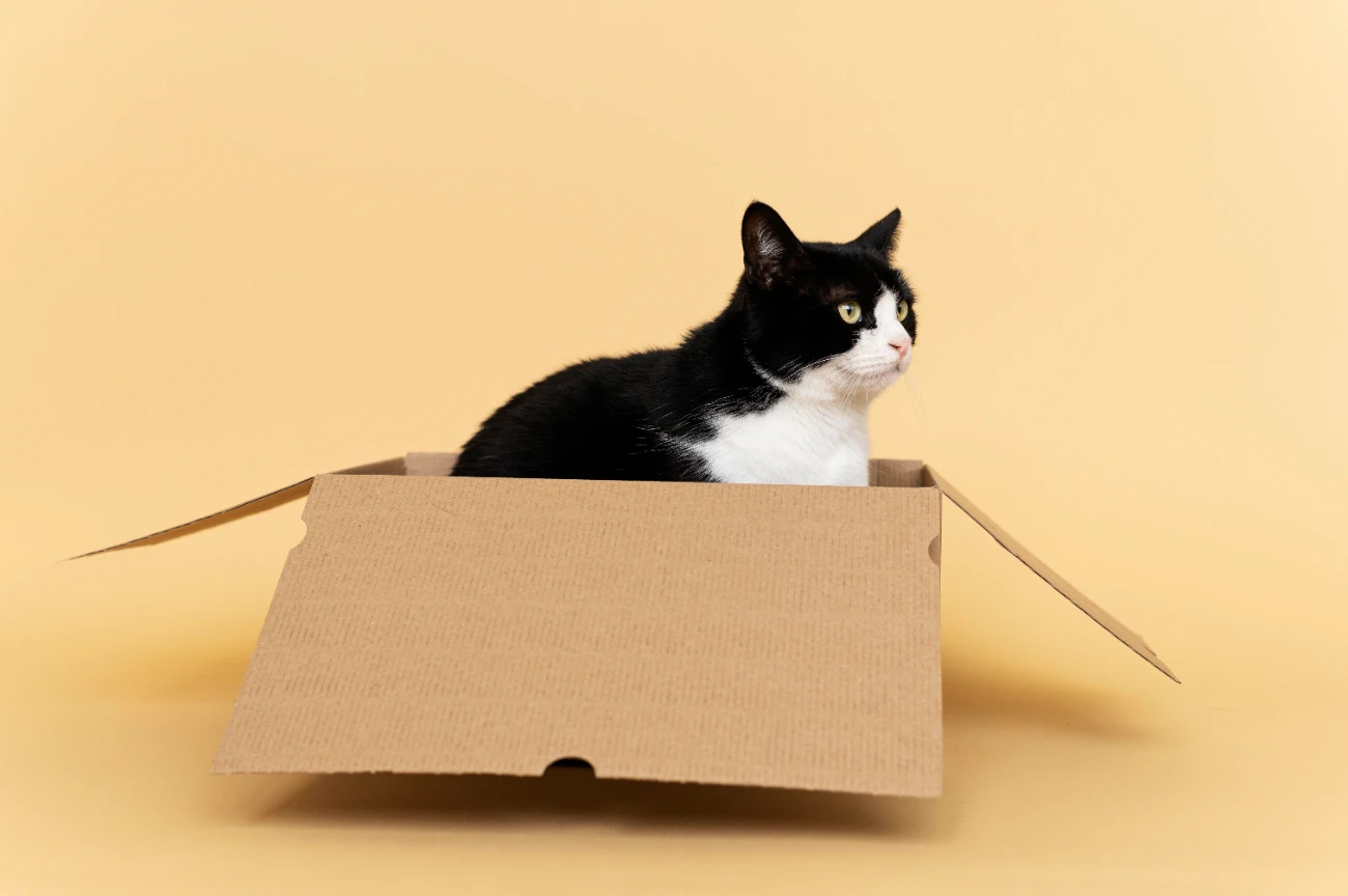 Kedi pika sendromu