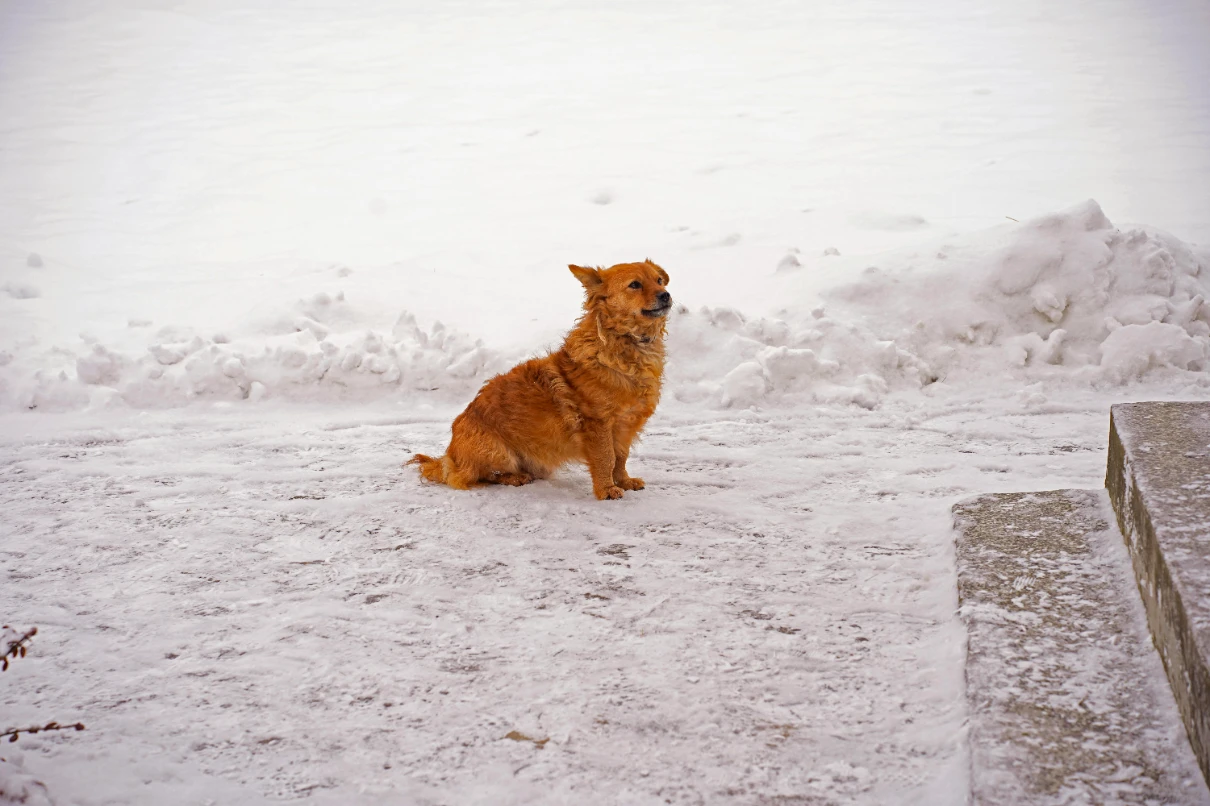 Köpekler üşür mü: karda orta ırk turuncu köpek