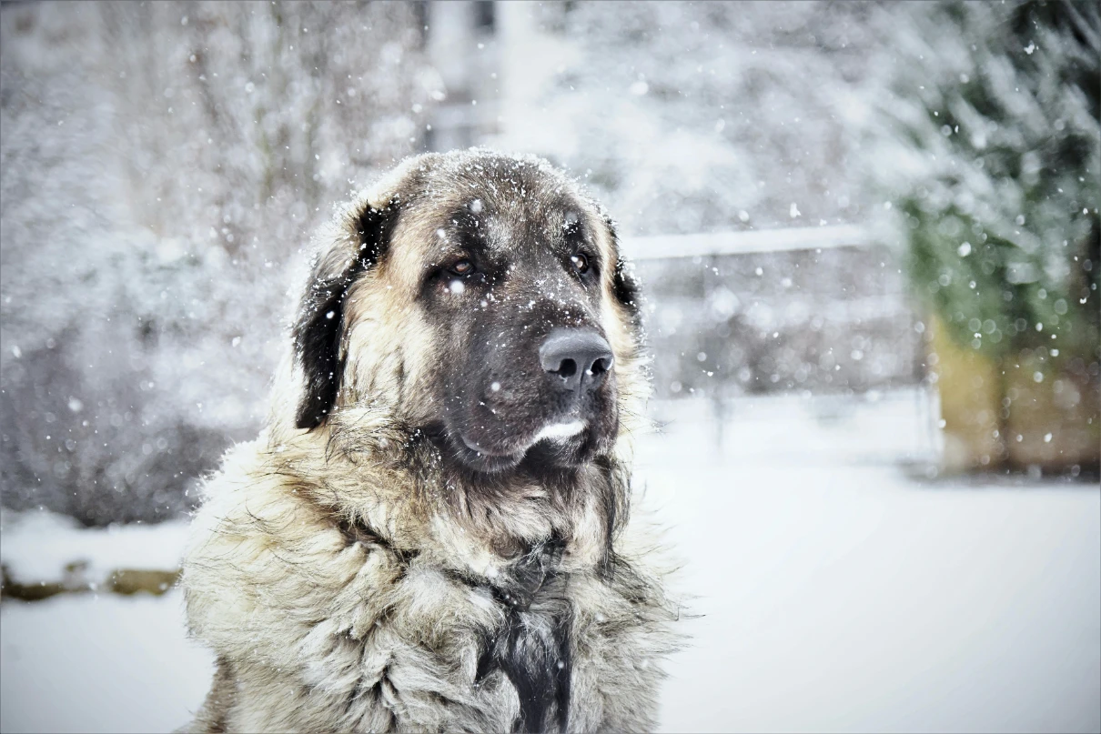 Köpekler karda üşür mü: Karda büyük ırk