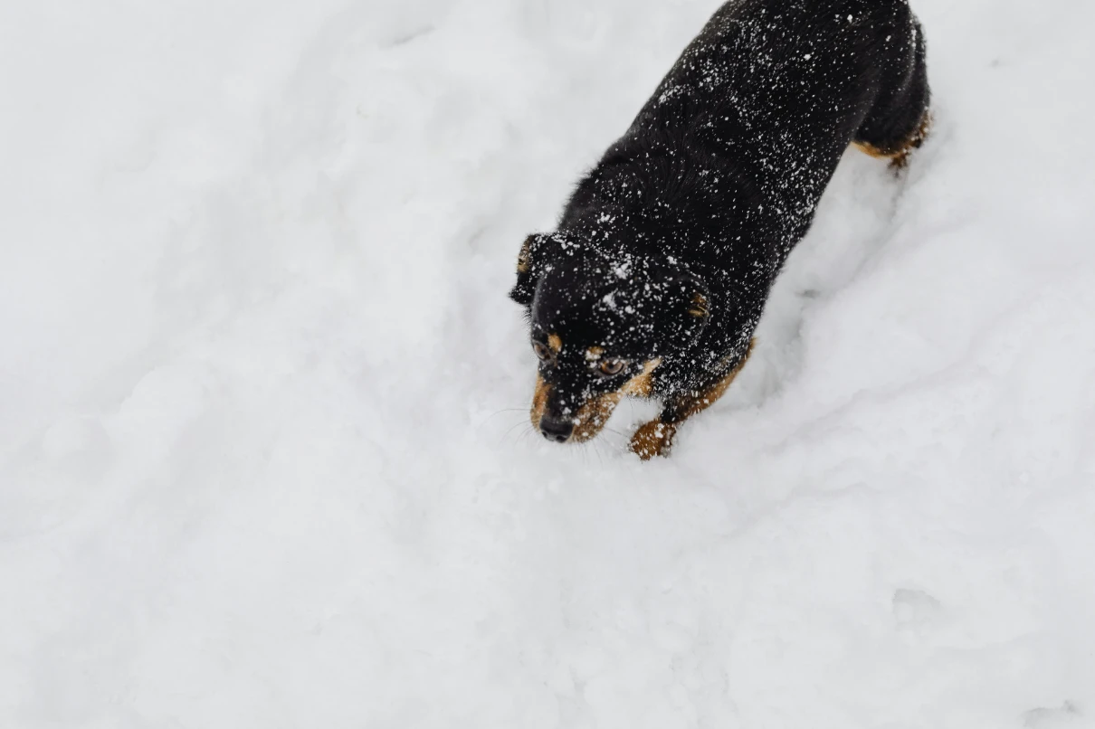 Karda köpek gezdirme