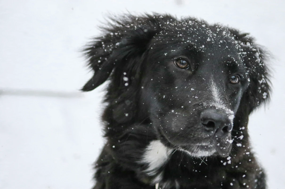Kar altında köpek