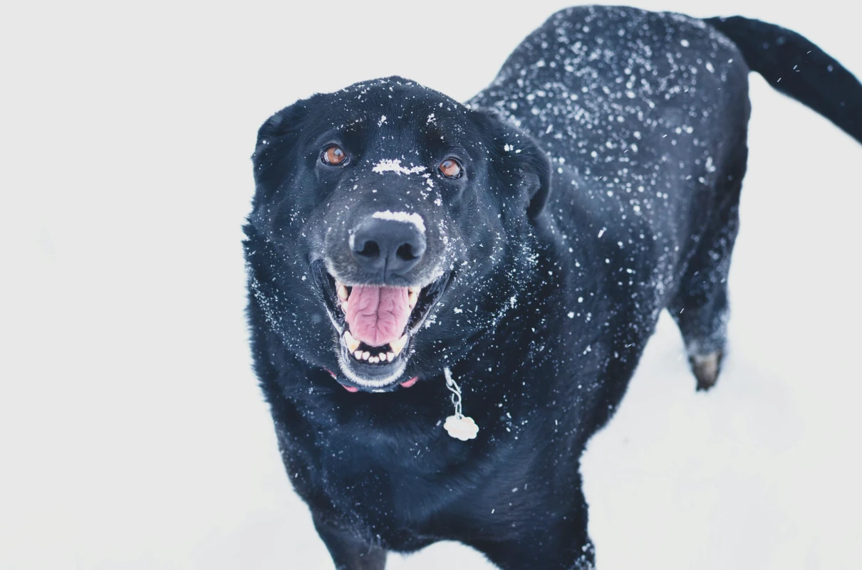 Köpekler üşür mü?