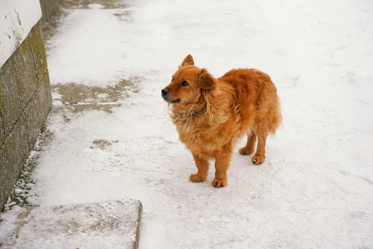 Köpekler kışın üşür mü?