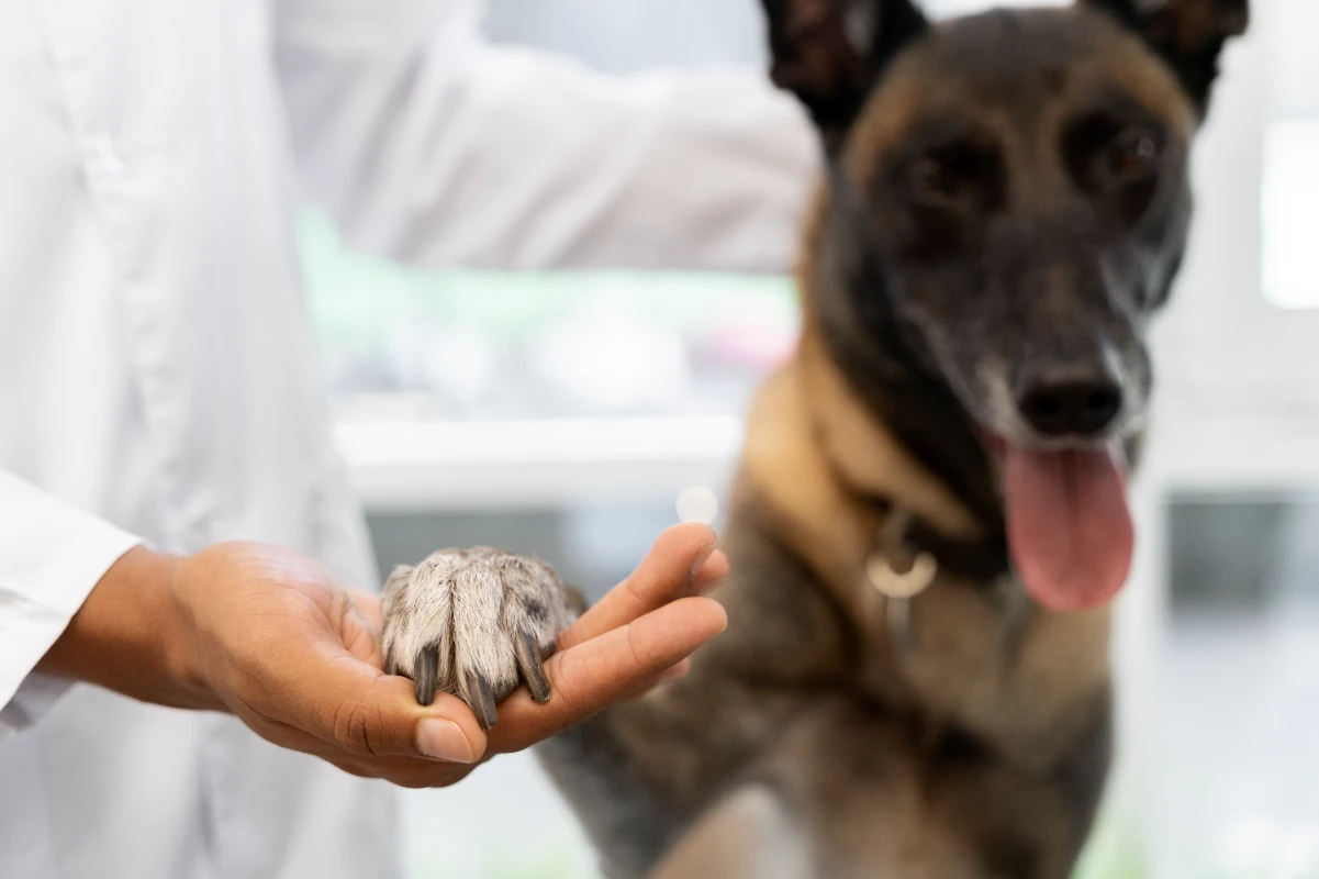 Köpeklerde cilt kanseri belirtileri