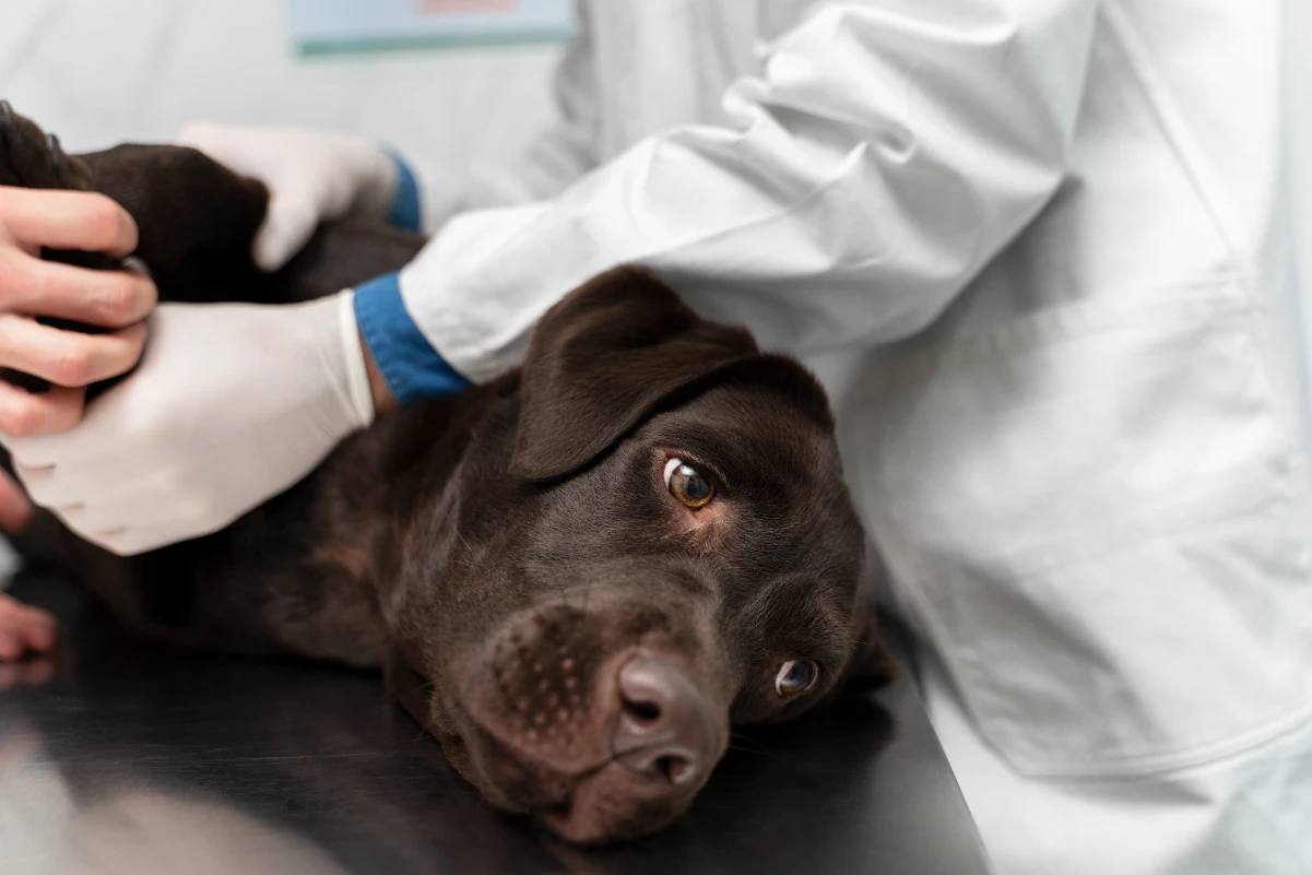 Köpekler neden cilt kanseri olur?