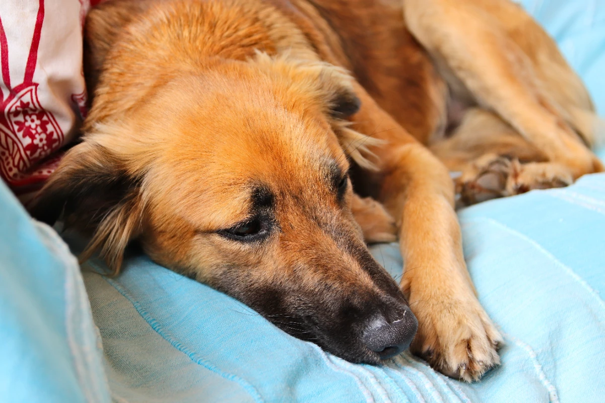 Köpeklerde cilt kanseri