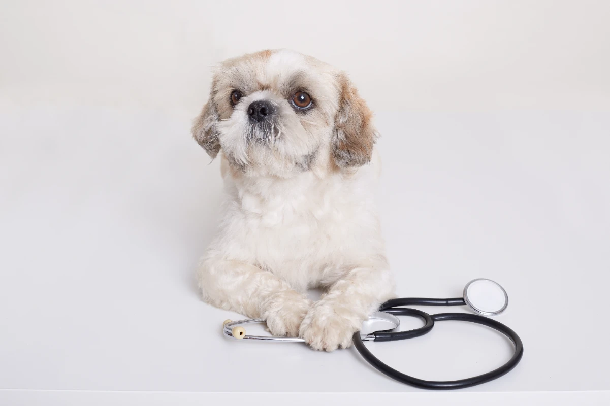 Köpeklerde cilt kanseri tedavisi
