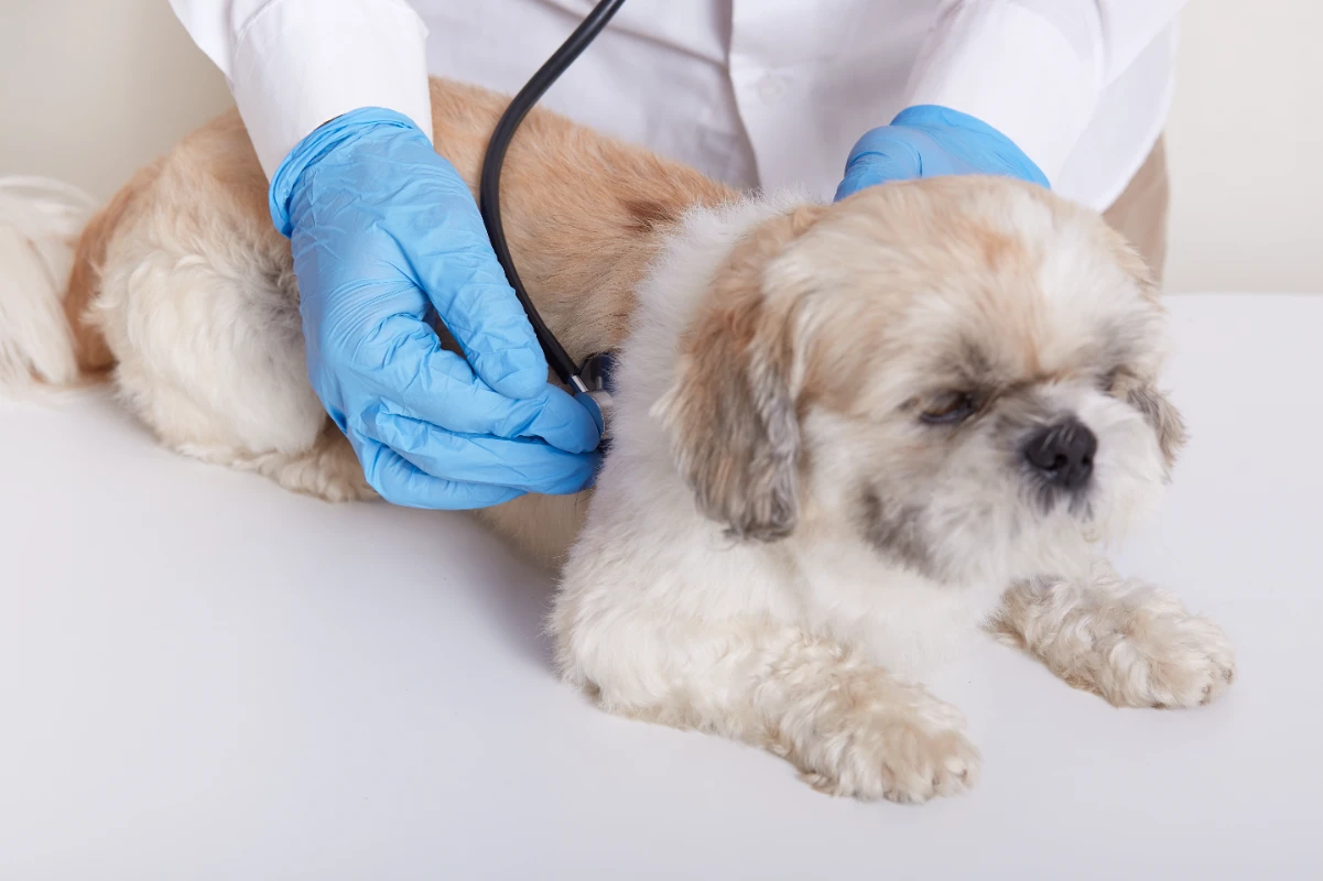 köpeklerde cilt tümörü