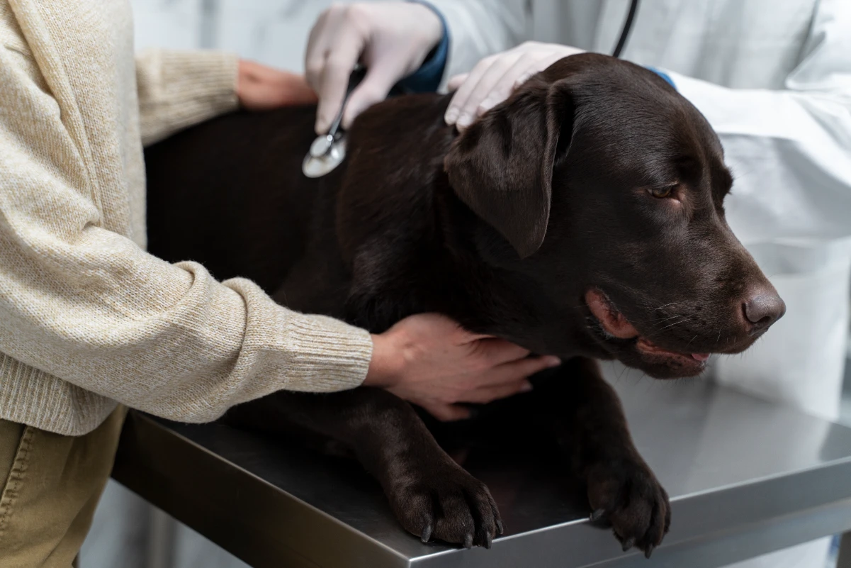 Köpeklerde cilt kanseri belirtileri ve tedavisi