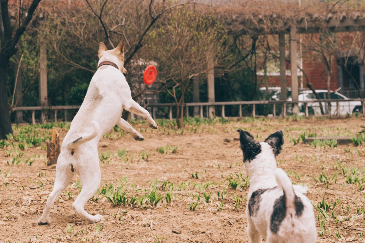 Köpeklerde sosyalleşme: Frizbi oynayan köpekler