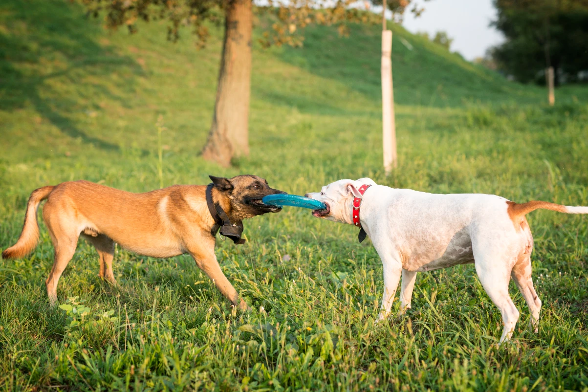 Köpeklerde sosyalleşmenin desteklenmesi