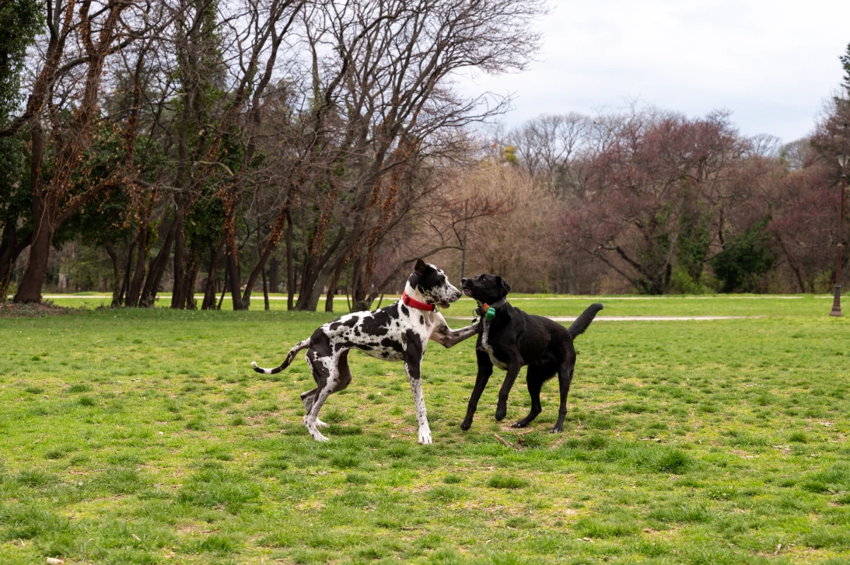Bir arada oynayan köpekler