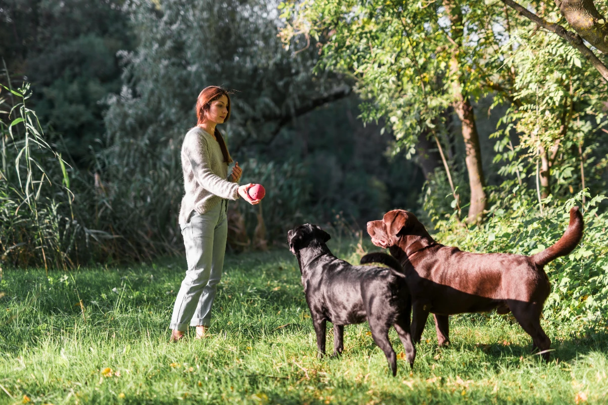 Köpeklerde sosyalleşme
