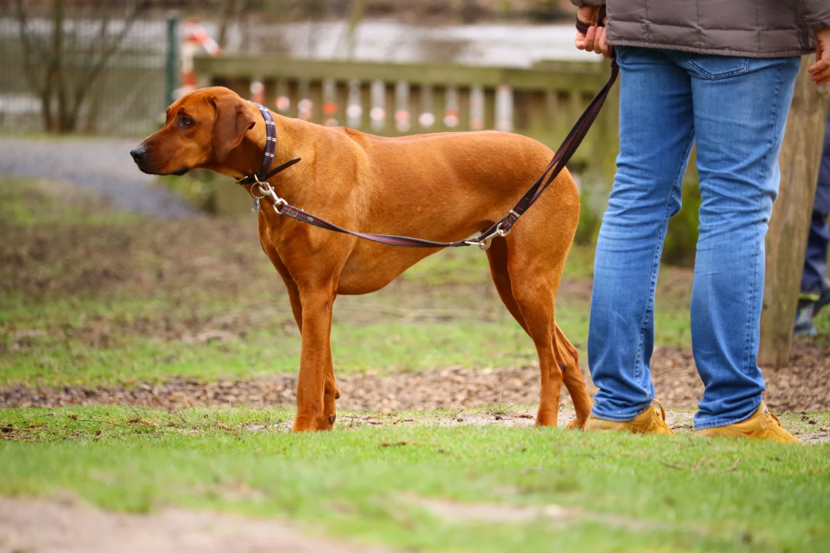Köpeğe tasma eğitimi nasıl verilir?