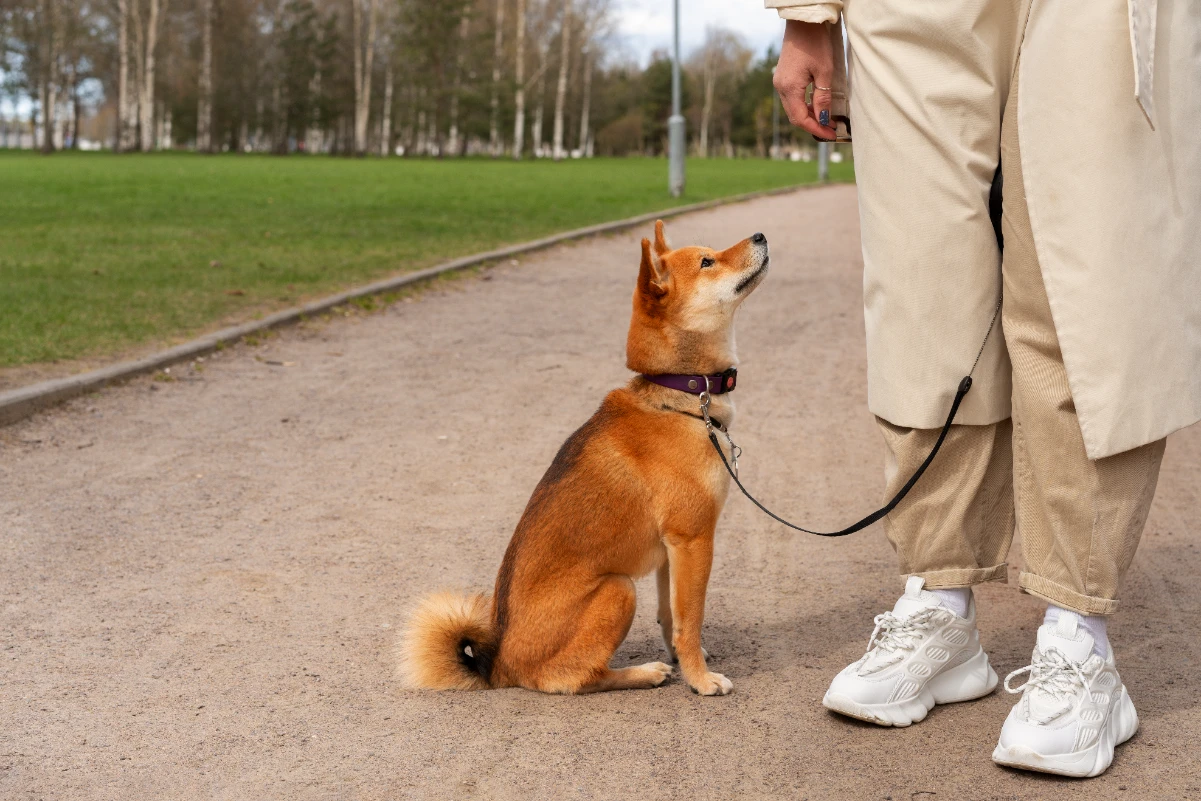 Köpeğe tasma eğitimi nasıl verilir?