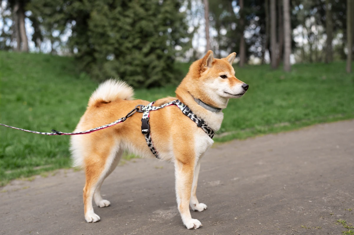 Köpeğe tasma eğitimi nasıl verilir?