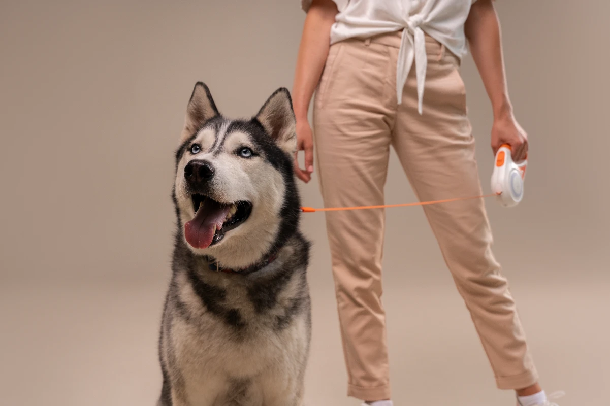 Köpeğe tasma eğitimi nasıl verilir?