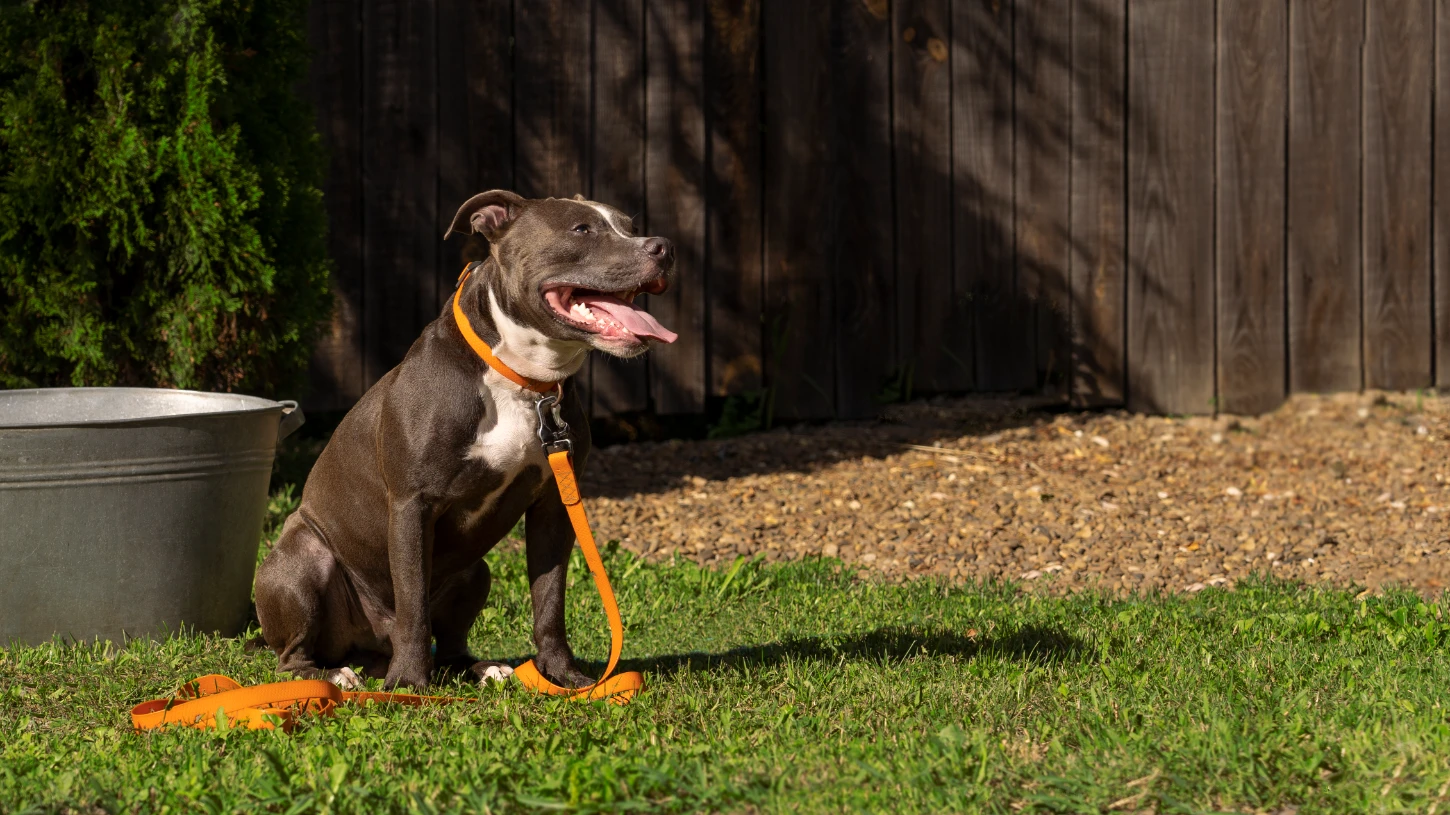 Köpeklere hayır komutu öğretme
