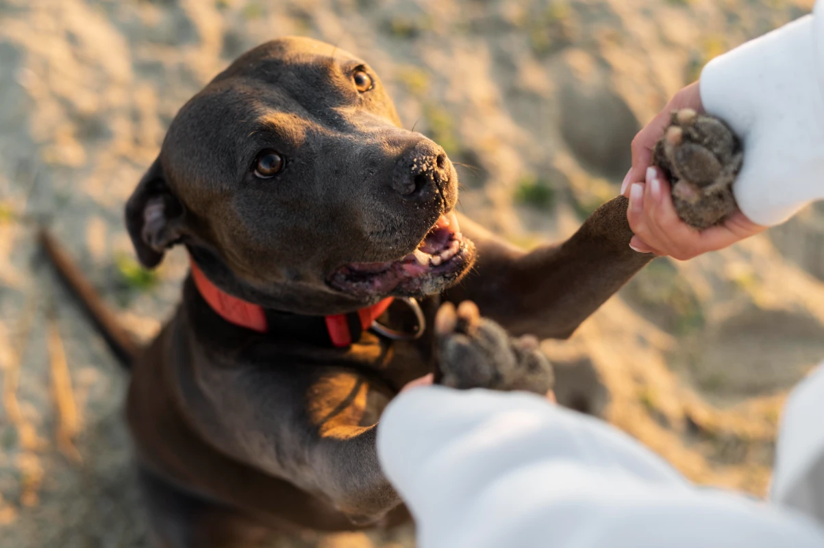 Köpeğime hayır komutunu nasıl öğretirim
