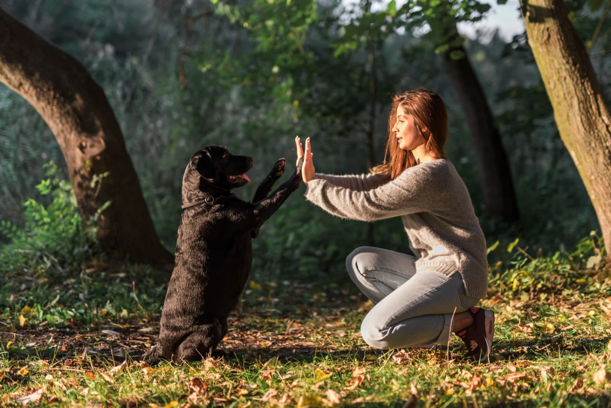 Köpeklere hayır komutu öğretme