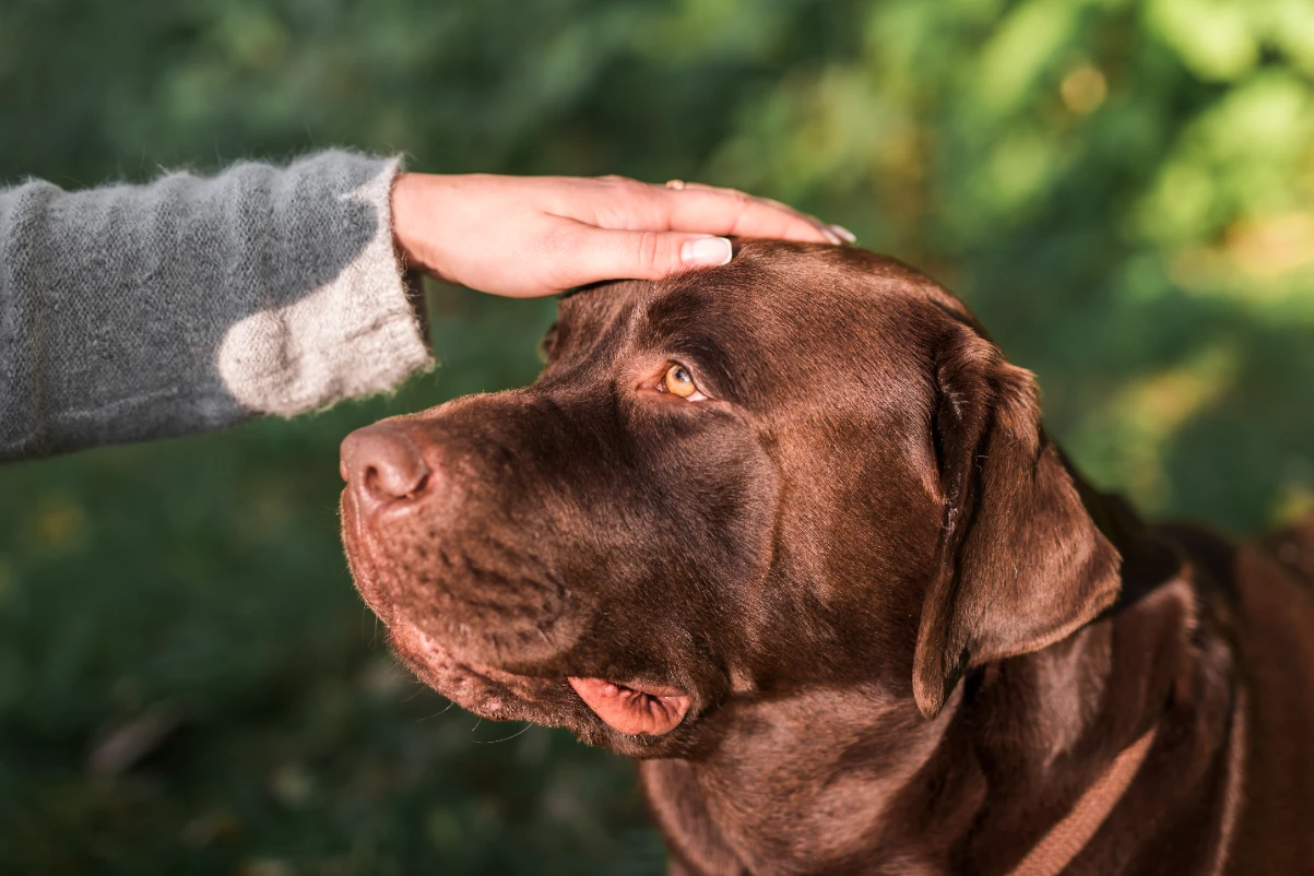 Hayır komutu öğrenen köpek