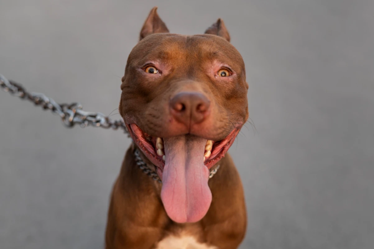 Köpeklere hayır komutu öğretme