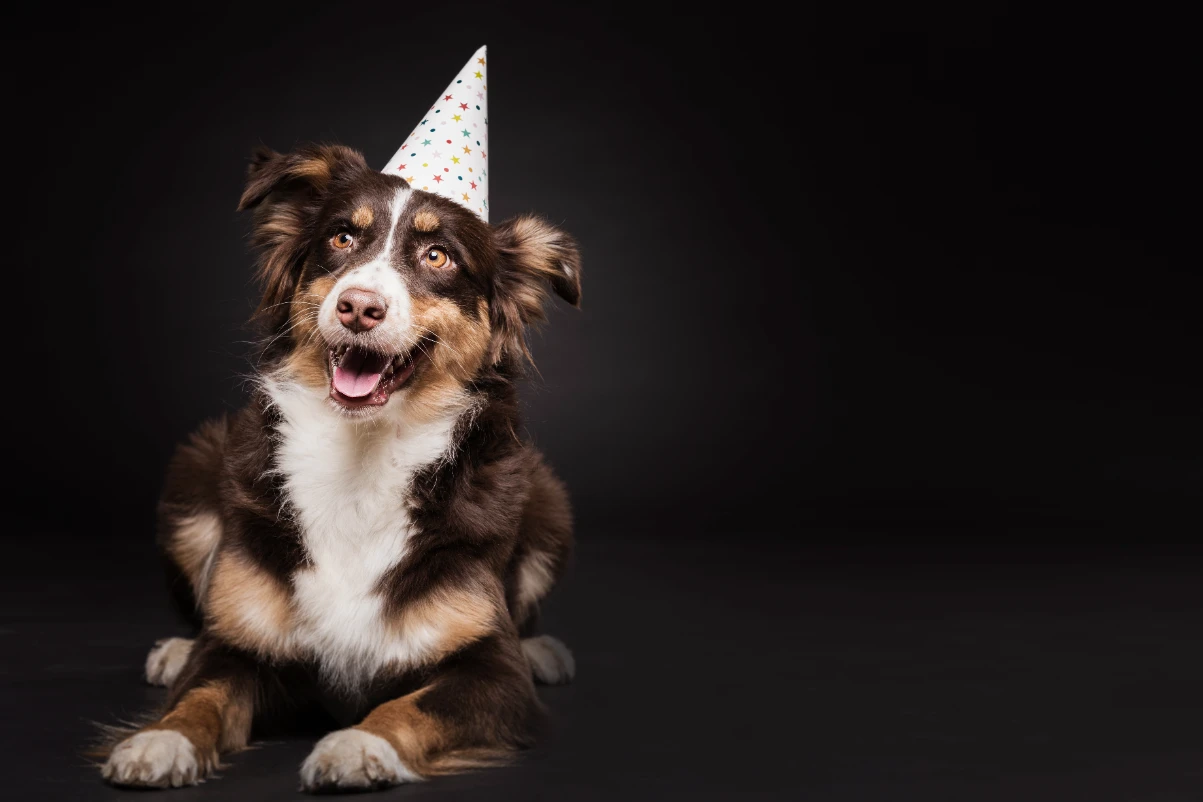 Köpek yaşı hesaplama