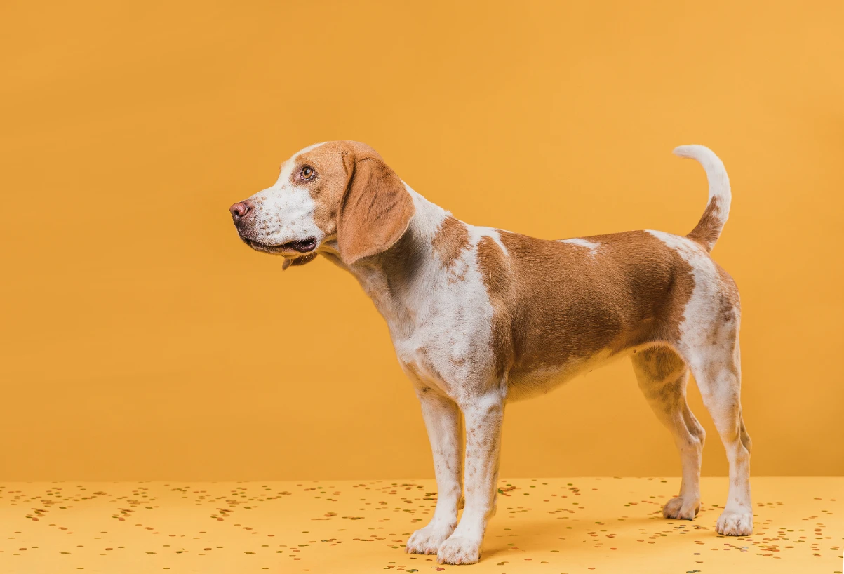 Köpek yaşı hesaplama nasıl yapılır?