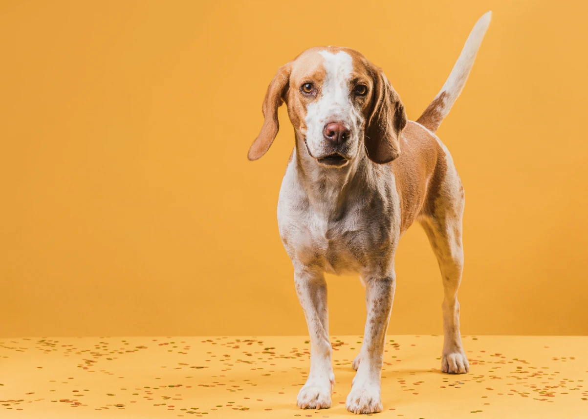 Köpek yaş hesaplama 