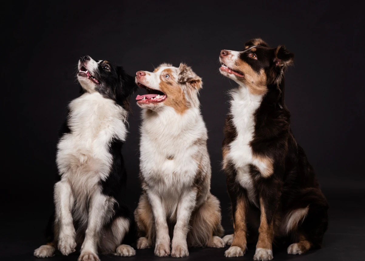 Köpek yaşı hesaplama tablosu
