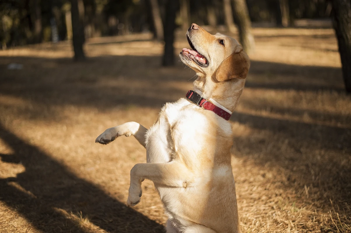 Köpeklerde yaş hesaplama