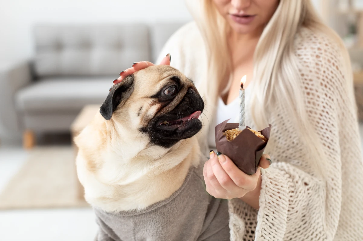 Çikolata ile köpek zehirlenmesi
