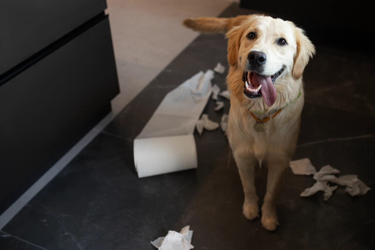 Köpeklerde zehirlenme nedenleri ve belirtileri