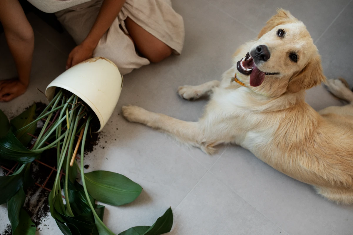 Köpeklerde zehirlenme