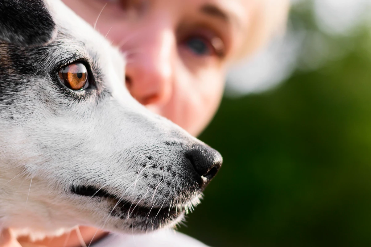 Köpeklerde göz hastalığı neden olur?