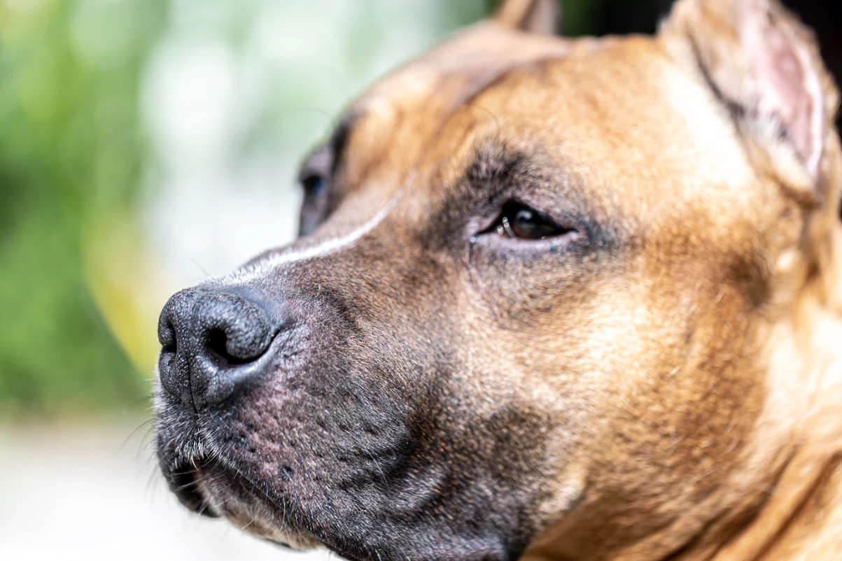 Köpek göz hastalığı belirtileri