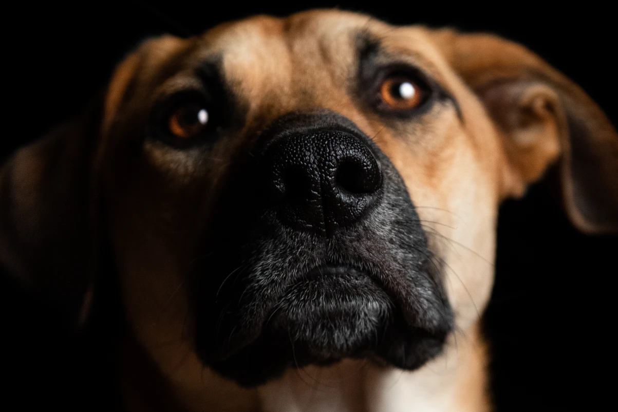 Köpek sağlıklı görünen gözler
