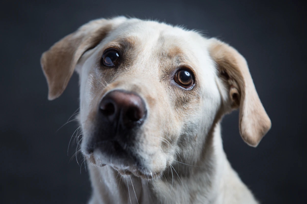 Köpeklerde göz hastalıkları