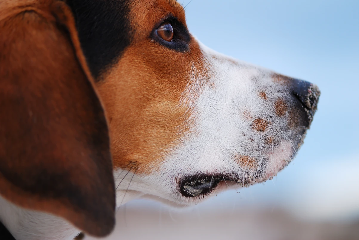 Köpek göz hastalığı tedavisi