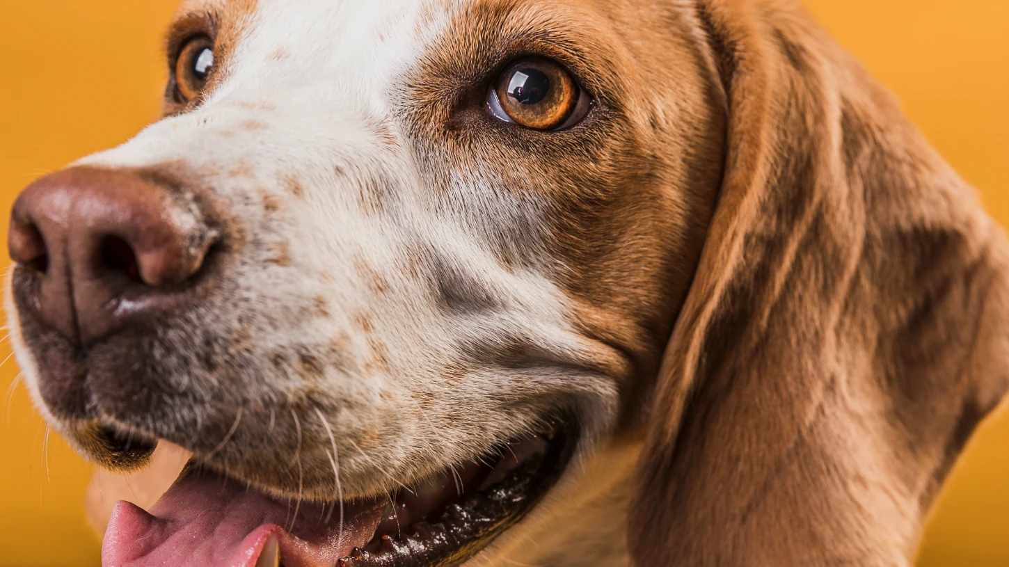 Beagle göz hastalığı