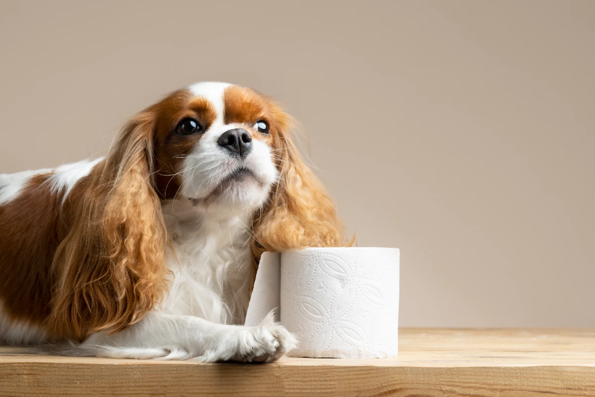 Köpeklere tuvalet eğitimi nasıl verilir?