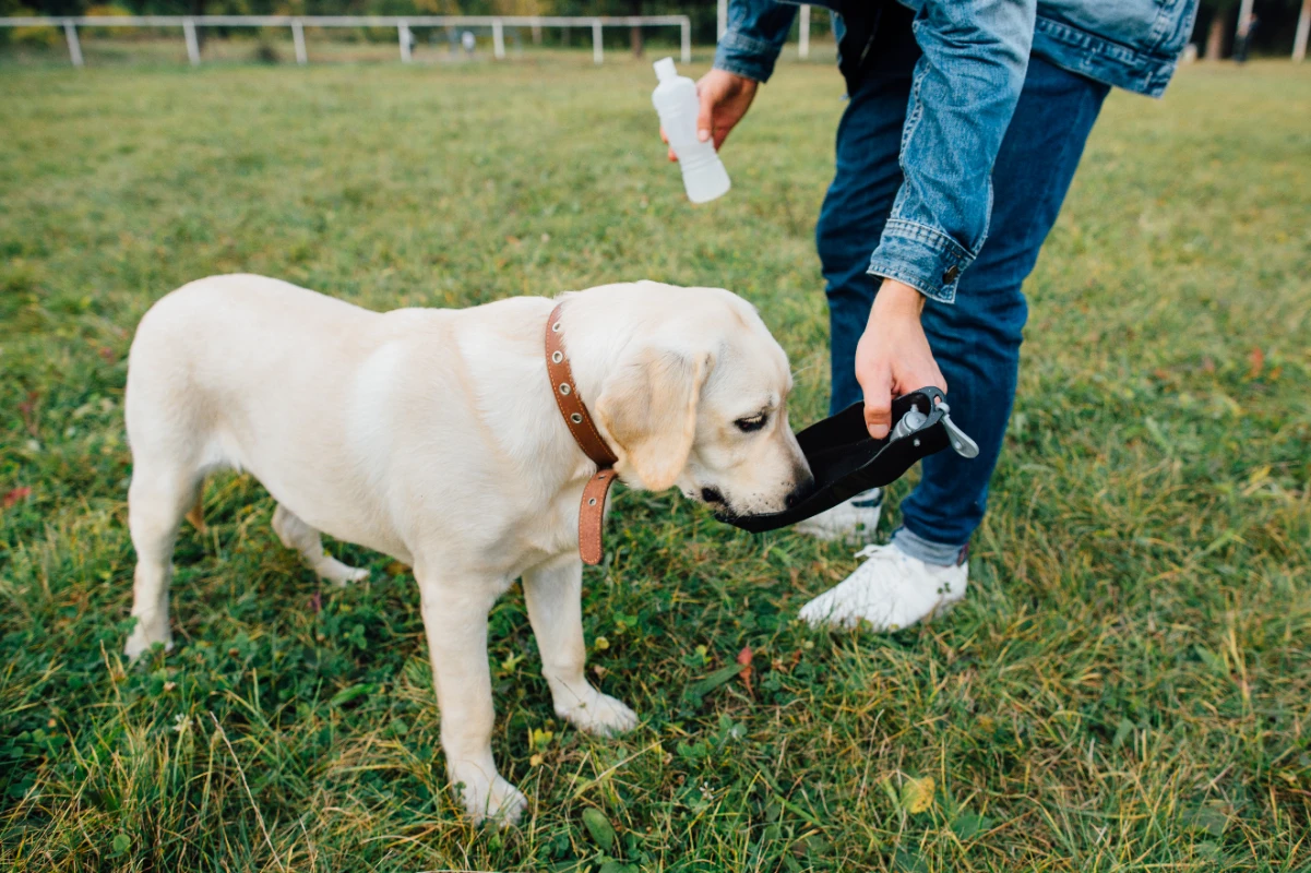 Köpeklere tuvalet eğitimi nasıl verilir?