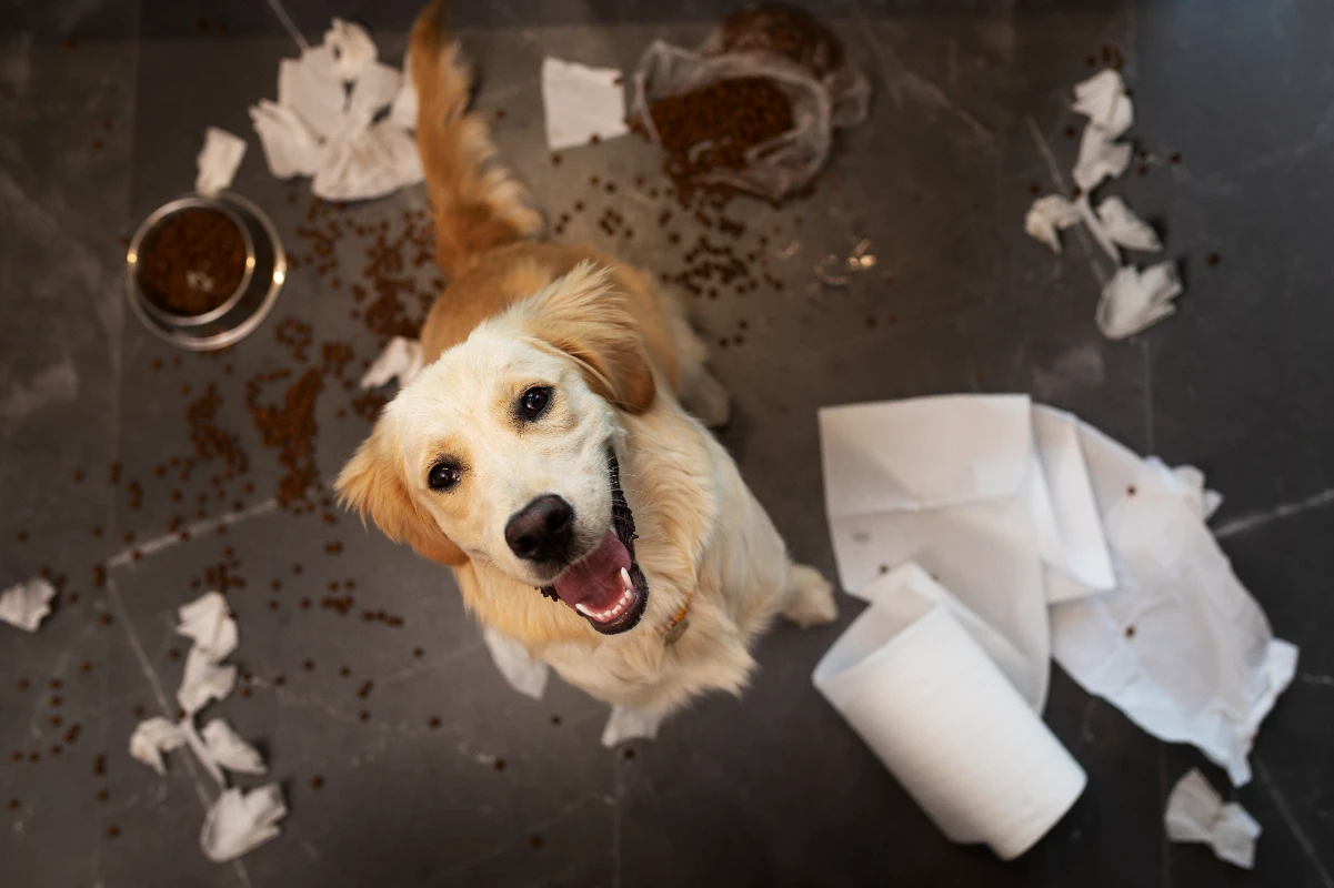 Köpeklere tuvalet eğitimi nasıl verilir?