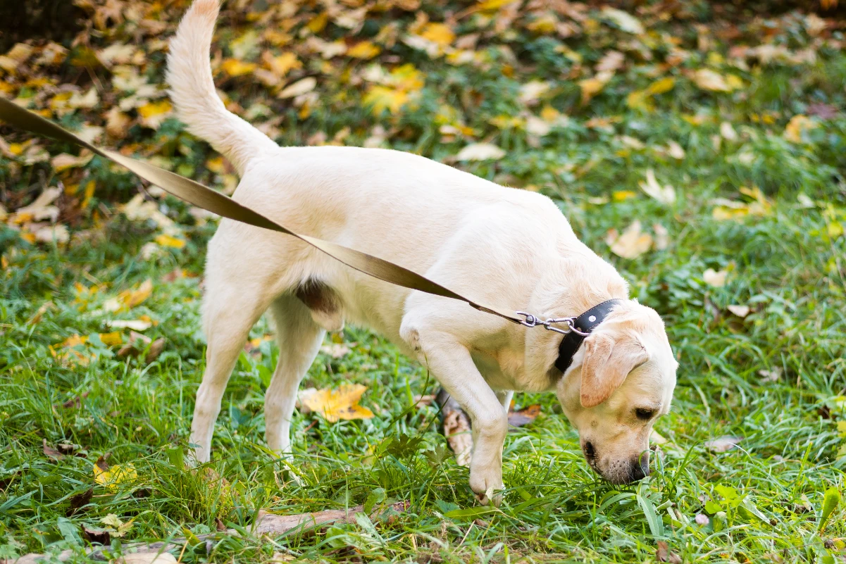 Köpeklere tuvalet eğitimi nasıl verilir?