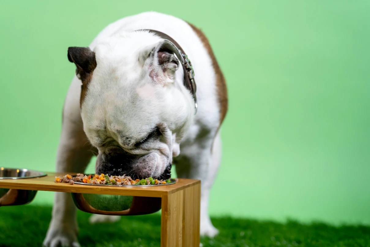 BARF beslenen French Bulldog