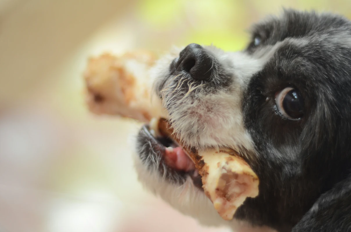 BARF beslenme uygulanan köpek