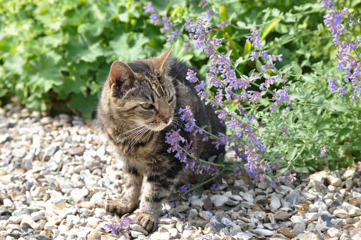 Doğada kedi nanesi ve kedi